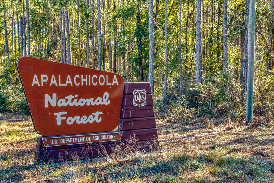 Apalachicola National Forest is located in the Panhandle of Florida. December 12, 2018. Editorial credit: Jacob Boomsma / Shutterstock.com, licensed.