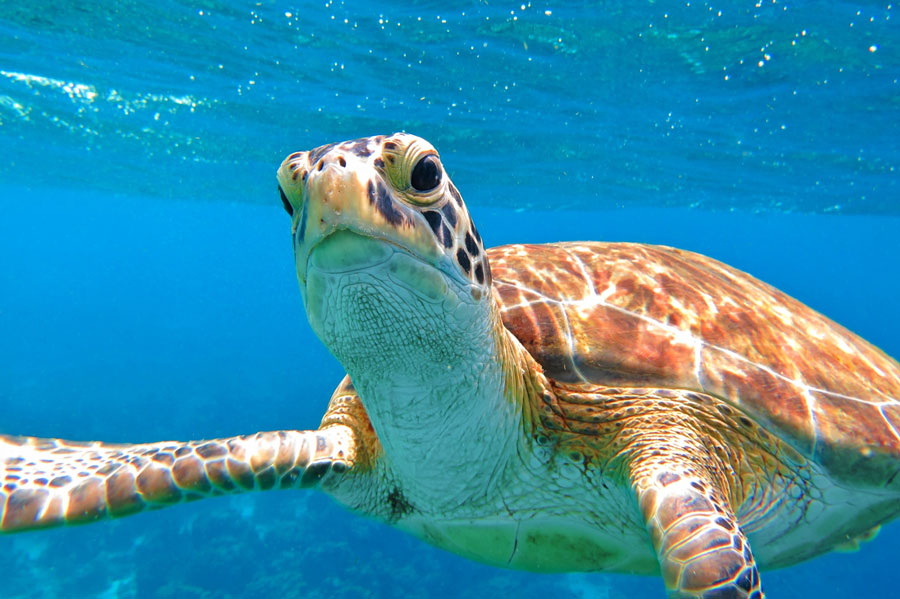 Sea turtle swimming close to a scuba diver. Photo credit ShutterStock.com, licensed.