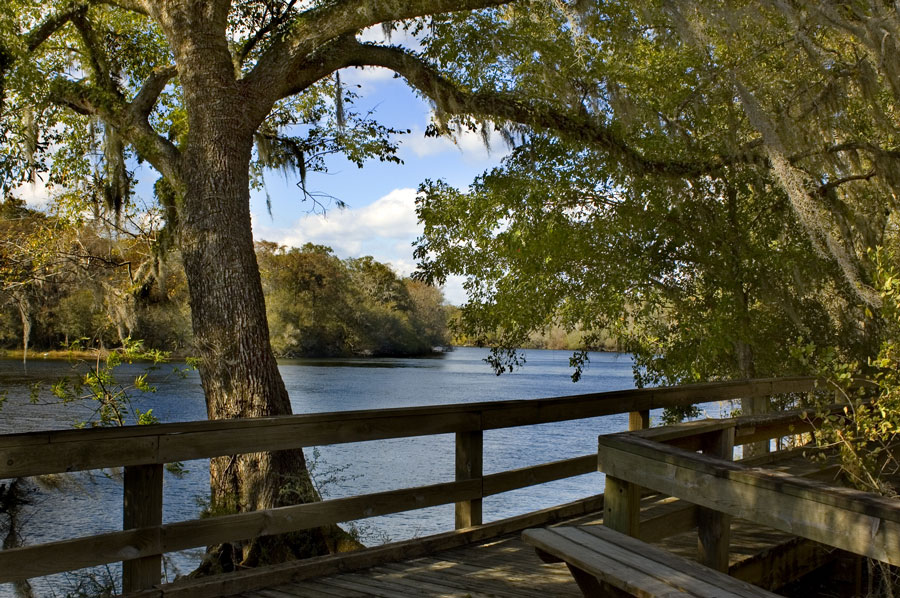 The peaceful boardwalk on the Suwannee River. Photo credit ShutterStock.com, licensed.