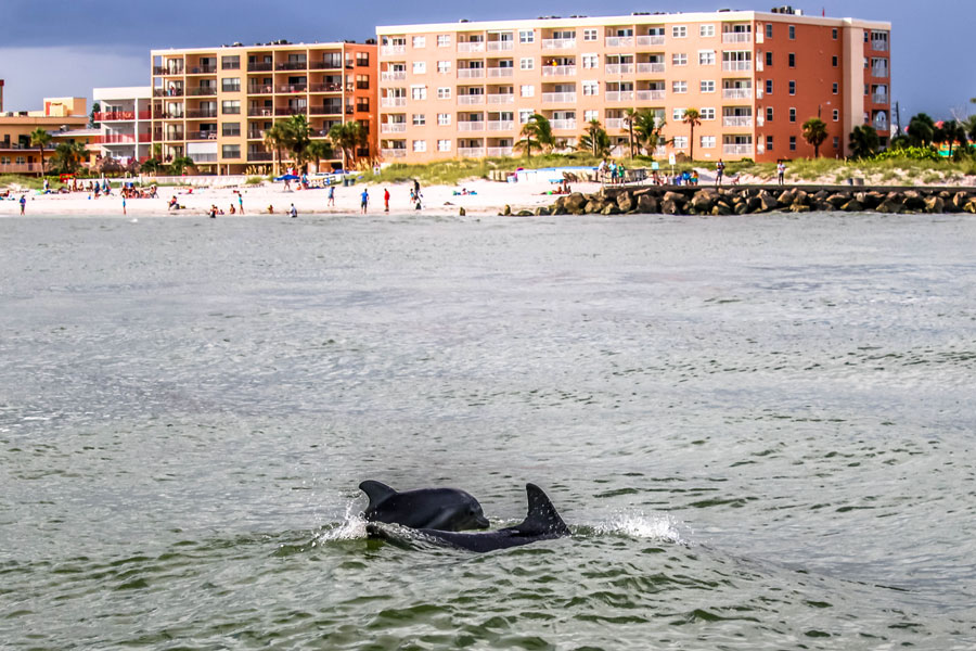 Dolphins pass by the beach in Treasure Island, FL. 